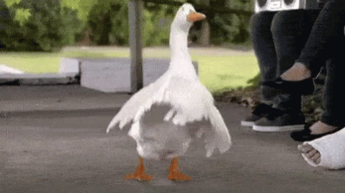 aflack-dancing-gif-aflack-dancing-duck-discover-share-gifs-gif.191233