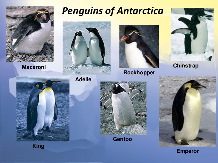 antarctica-school-presentation-12-728.jpg