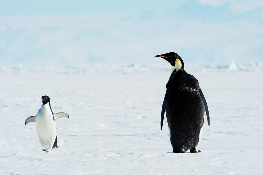 emperor-and-adlie-penguins-antarctica-ben-cranke.jpg