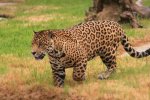 jaguar-1310184-1.jpg