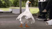 Aflack Dancing GIF - Aflack Dancing Duck - Discover & Share GIFs.gif