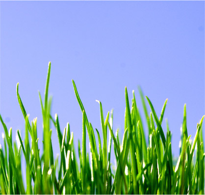 green-grass.jpg