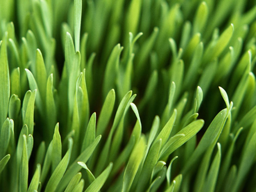 FreeGreatPicture.com-8240-green-grass-leaves.jpg