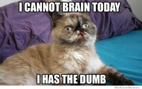i-cannot-brain-today-i-has-the-dumb-cat.jpg