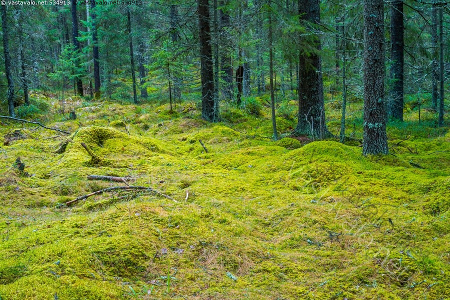 normal_mossy-forest.jpg